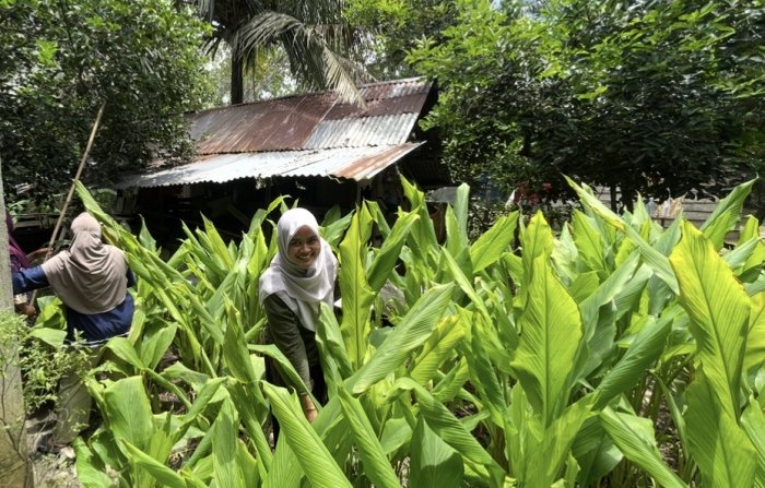 Sinergi Hijau: Guru dan Security MAN 3 Bungo Kompak Panen Jeruk Nipis dan Daun Kunyit