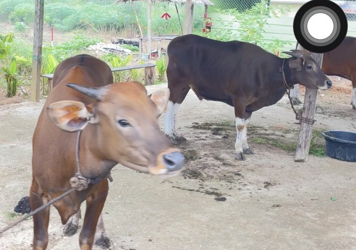Kondisi Alam Sekitar MAN 3 Bungo Sangat Ideal Berdayakan Sektor Peternakan Sapi
