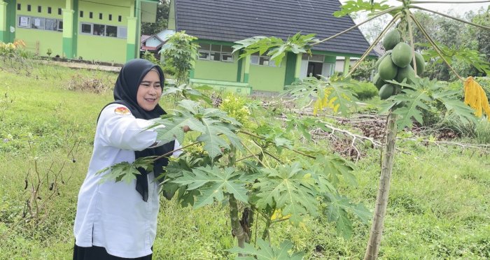 MAN 3 Bungo Panen Kates Muda untuk Program Madrasah Sehat