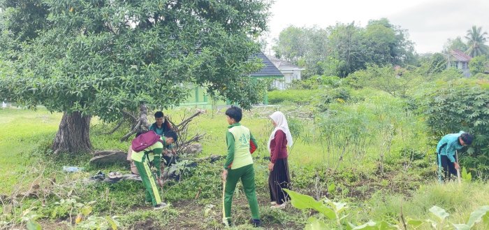 Kreatif! Wakamad Kurikulum MAN 3 Bungo Ajak Siswa Panen Sayur Terong Hasil Kebun Madrasah Kreatif! Wakamad Kurikulum MAN 3 Bungo Ajak Siswa Panen Sayur Terong Hasil Kebun Madrasah