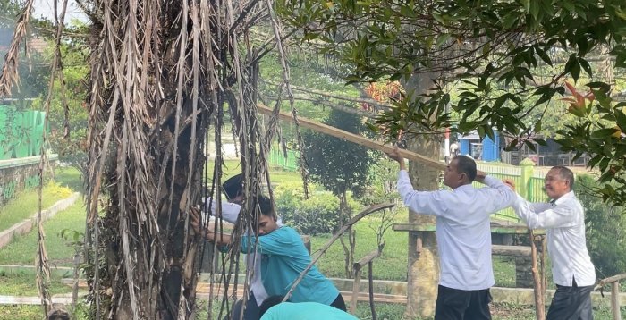 Pohon Kurma di Taman Ditebang karena Dinilai Mengganggu bunga disekitarnya