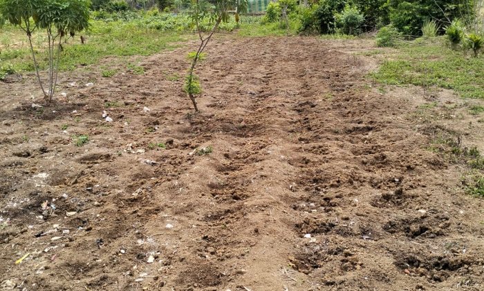 Siswa MAN 3 Bungo Kembangkan Kebun di Lahan madrasah