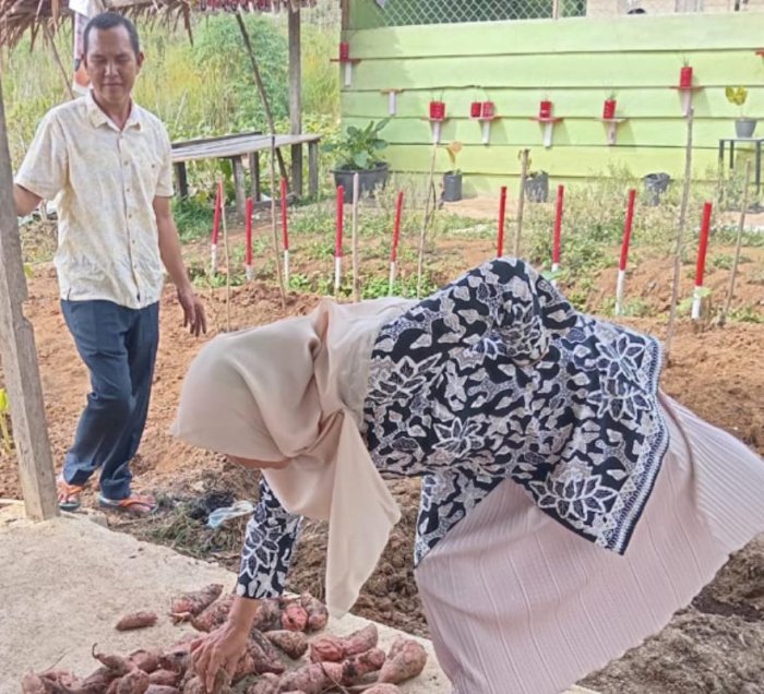 Wakil Kepala Kurikulum MAN 3 Bungo Ikut Panen Ubi Jalar