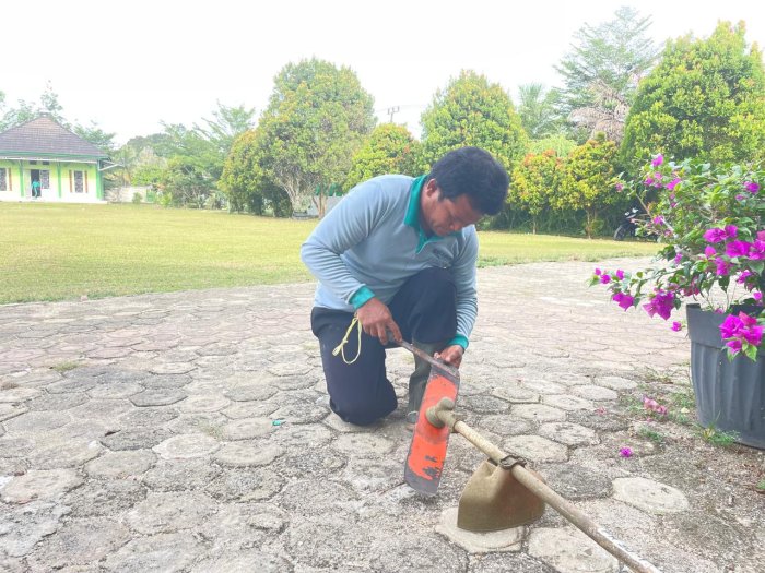 Petugas PPPK Sirotolazzi Potong Rumput di Area Sekolah Petugas PPPK Sirotolazzi Potong Rumput di Area Sekolah