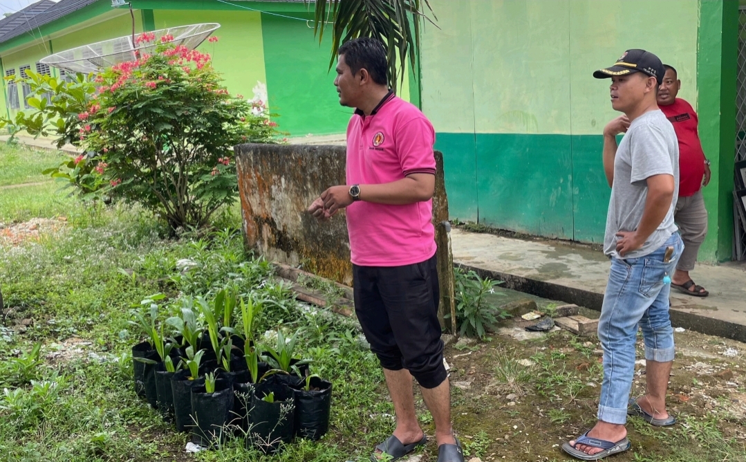 MAN 3 Bungo Lakukan Pembibitan Kelapa Sawit untuk Menambah Keasrian Lingkungan MAN 3 Bungo Lakukan Pembibitan Kelapa Sawit untuk Menambah Keasrian Lingkungan