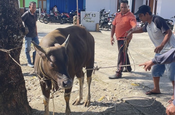 Kepala TU MAN 3 Bungo Berqurban di Tengah Masyarakat Kepala TU MAN 3 Bungo Berqurban di Tengah Masyarakat