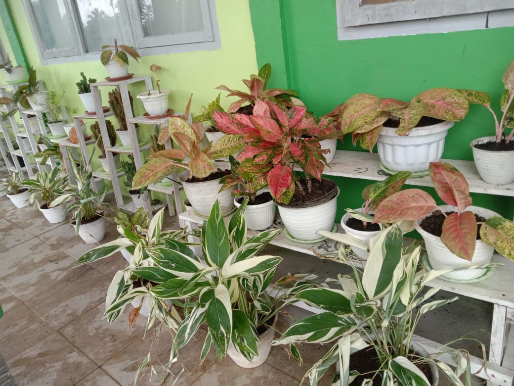 GURU DAN SISWA SISWI MAN 3 BUNGO BERSINERGI DALAM PROGRAM PENGHIJAUAN MADRASAH