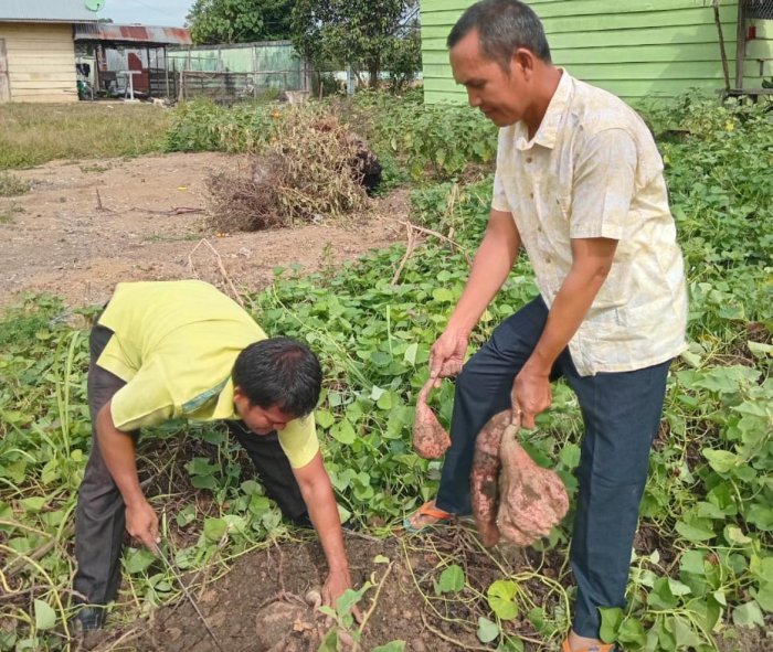 MAN 3 Bungo Sukses Panen Ubi Jalar dari Program P5RA