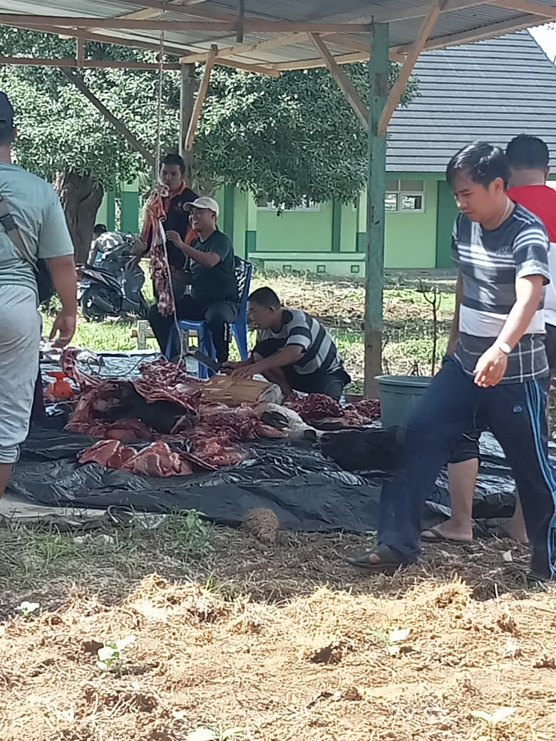 MAN 3 Bungo Sembelih Empat Ekor Sapi Kurban, Jumlah Meningkat dari Tahun Lalu MAN 3 Bungo Sembelih Empat Ekor Sapi Kurban, Jumlah Meningkat dari Tahun Lalu