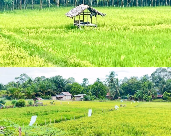 Padi di Teluk Pandak Menghijau Usai Hujan Turun
