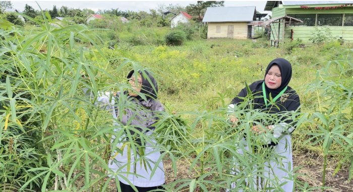 Perkuat Ketahanan Pangan Madrasah, Wakamad Sarpras MAN 3 Bungo Panen Pucuk Ubi dan Daun Kates Perkuat Ketahanan Pangan Madrasah, Wakamad Sarpras MAN 3 Bungo Panen Pucuk Ubi dan Daun Kates