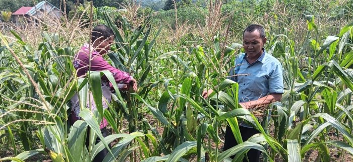 Kepala MAN 3 Bungo Panen Perdana Jagung di Lahan Pekarangan Mad Kepala MAN 3 Bungo Panen Perdana Jagung di Lahan Pekarangan Mad